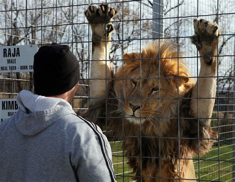 Caged lion: growl - sound effect