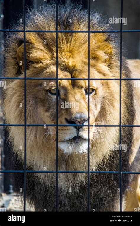 Caged lion: growl - sound effect