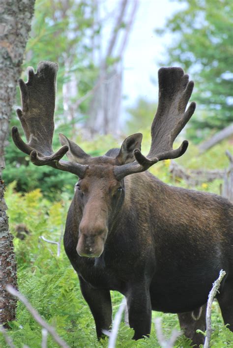 Moose sound