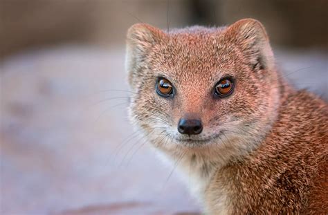 Mongoose - sound effect