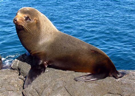 Fur seal - sound effect