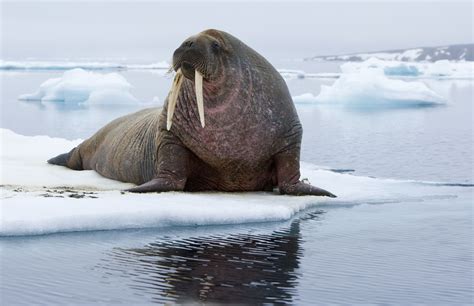 Walrus - sound effect