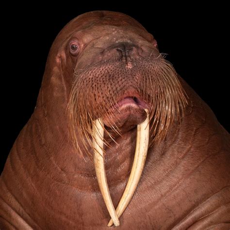 Walrus - sound effect