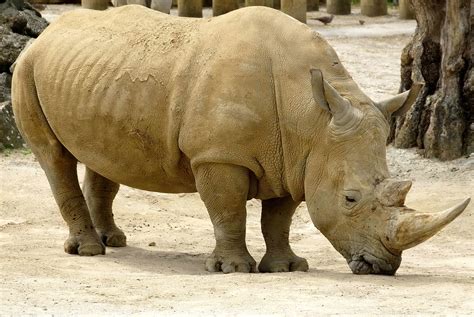 Rhinoceros - sound effect