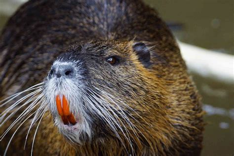 Nutria - sound effect