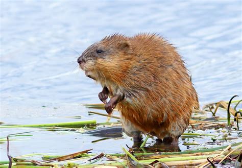 Muskrat - sound effect