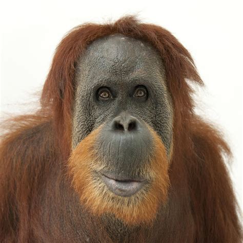 Orangutans - sound effect