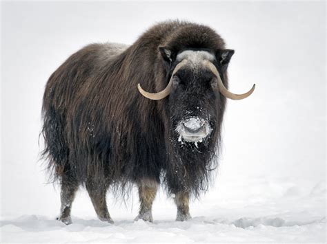 Musk ox - sound effect