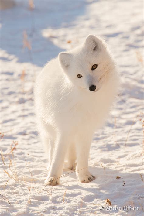 Arctic fox - sound effect