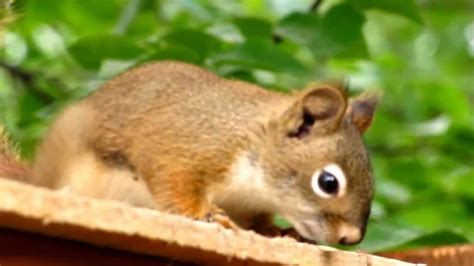 Squirrel squeak - sound effect