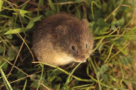 Vole, field mouse - sound effect