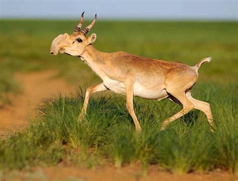 Saiga - sound effect