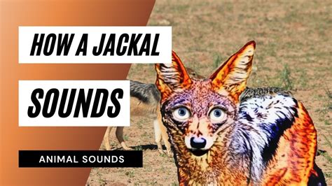 Bark and howl of jackal - sound effect