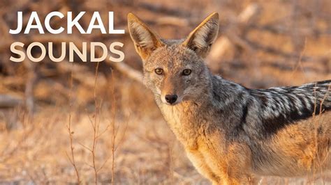 Bark and howl of jackal - sound effect