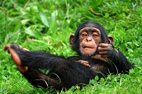 Chimpanzee - sound effect
