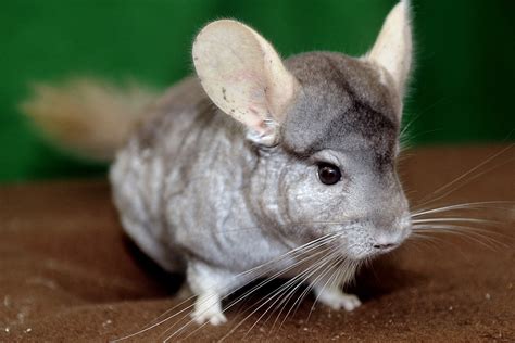 Chinchilla - sound effect