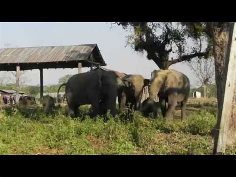 African elephant screams 2 times - sound effect