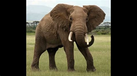 African elephant trumpets and growls - sound effect