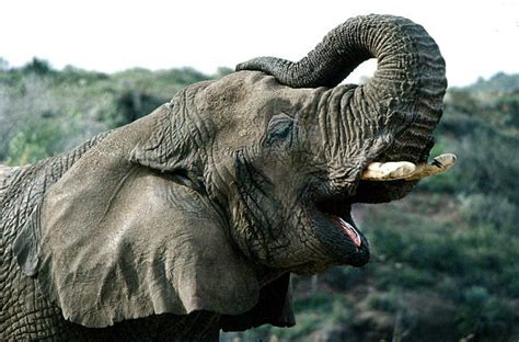 African elephant trumpets and growls - sound effect