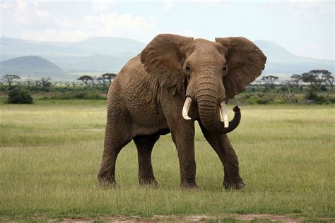 African elephant purrs (growls) - sound effect