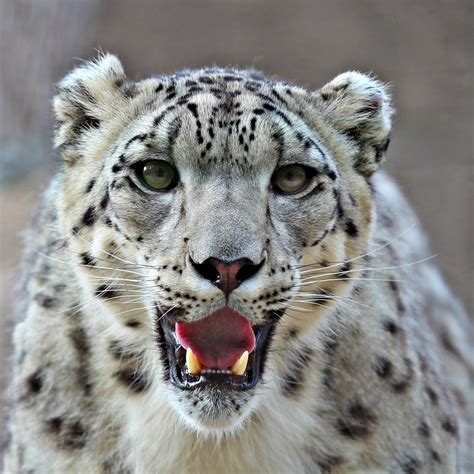 Snow leopard - sound effect