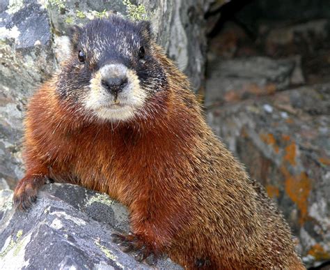 Marmot - sound effect