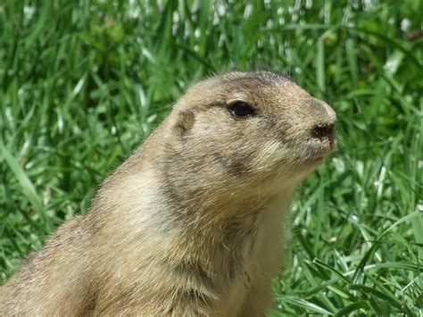 Gopher - sound effect