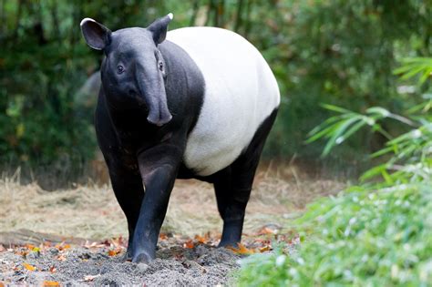 Tapir - sound effect