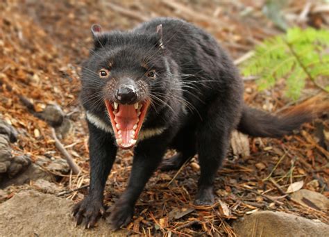 Tasmanian devil - sound effect