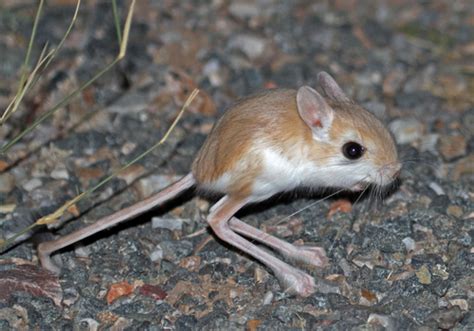 Jerboa - sound effect