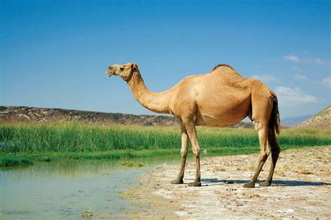 Camel - sound effect