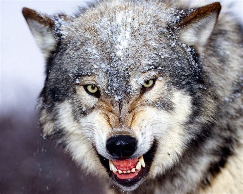 Wolf growls - sound effect