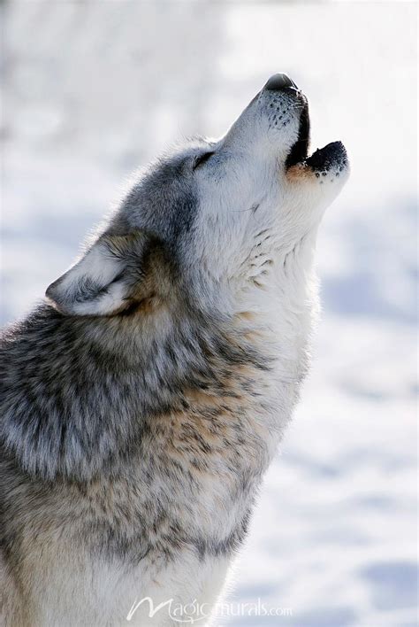Wolf howling - sound effect
