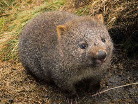 Wombat - sound effect