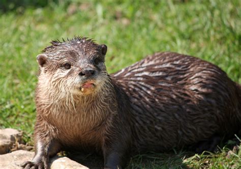 Otter - sound effect