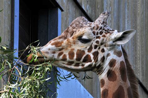 Giraffe eating - sound effect