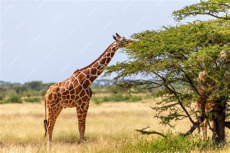 Giraffe eating - sound effect