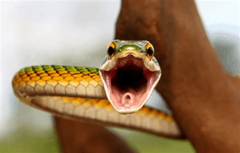Snake hisses, cobra - sound effect