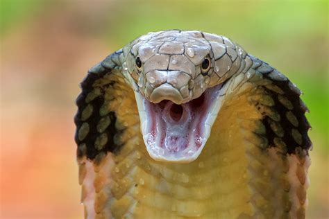 Snake hisses, cobra - sound effect