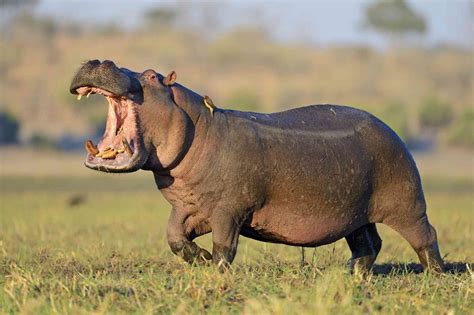 Hippo sound