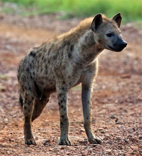 Hyena sound (wild hyena)