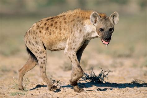 Hyena sound (wild hyena)