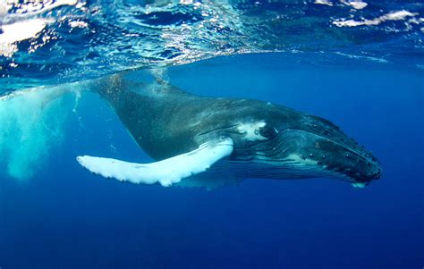Whale sound