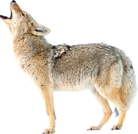 Sound of a coyote, on the background of a bird