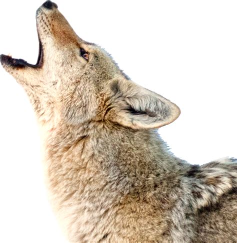 Howling and barking coyote - sound effect