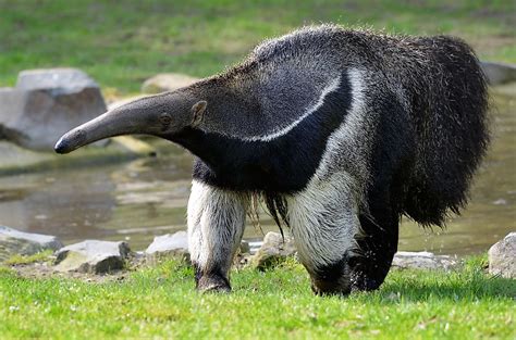 Anteater sound