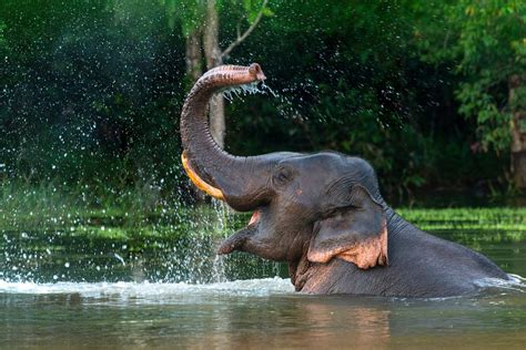 Elephant sound, elephant trumpet