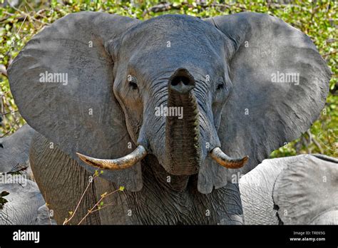 Elephant sound, elephant trumpet