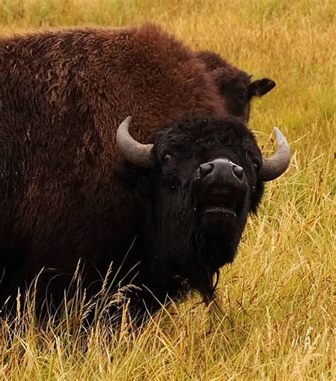 Sound of a bison (a bison mooing)