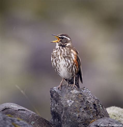 Turdus iliacus - sound effect